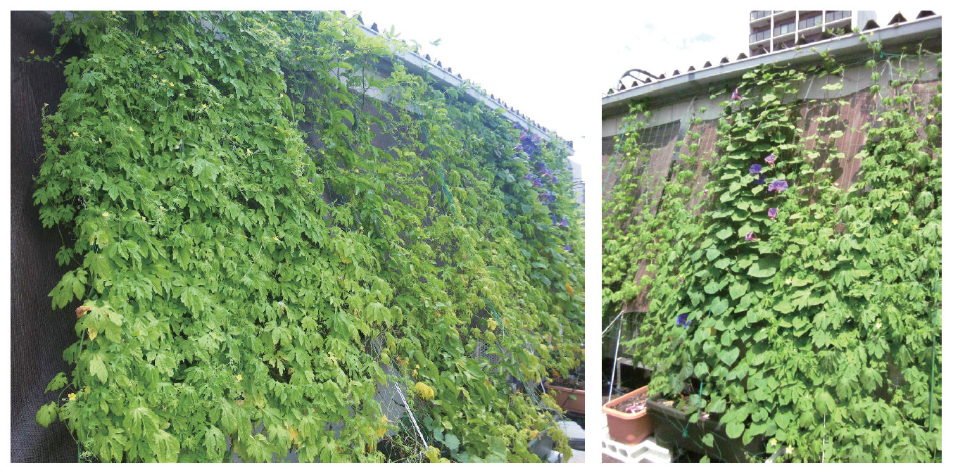 從綠簾到綠屋頂―日本官民推廣節能之一例