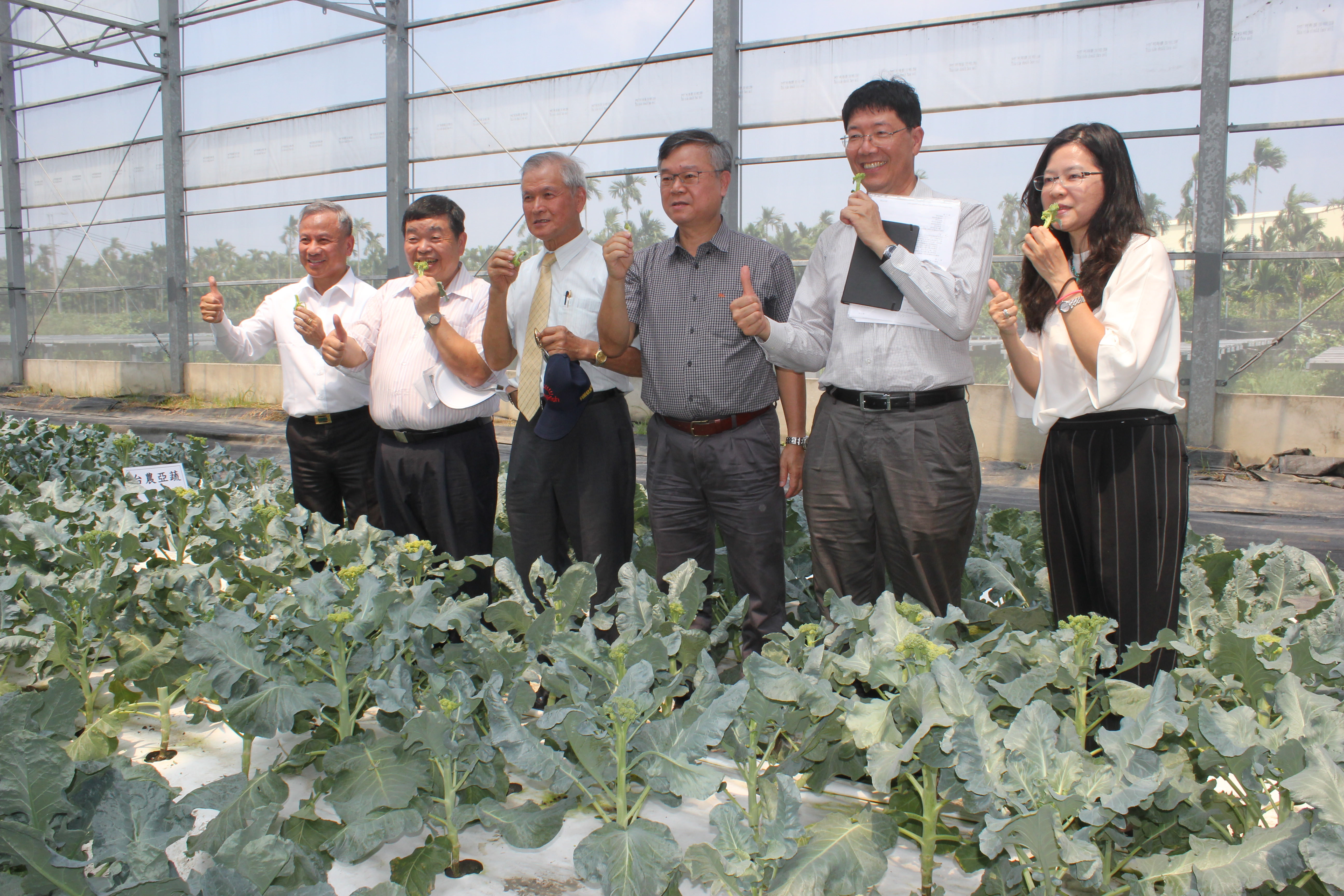 鳳試所與業者攜手合作，成功以光電溫室種出跨季的耐熱青花菜