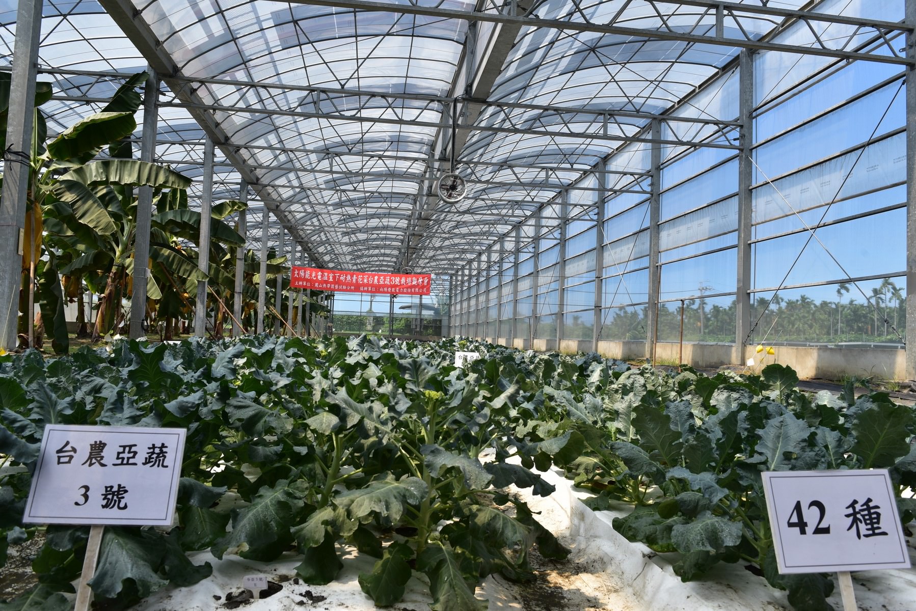 光電溫室夏季栽培「台農亞蔬3號」青花菜之現場（台農亞蔬3號已結球，「42」品種尚未形成花球）