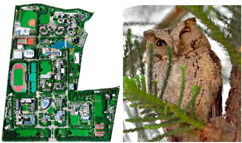 雲林科技大學平面圖與領角鴞貓頭鷹照片